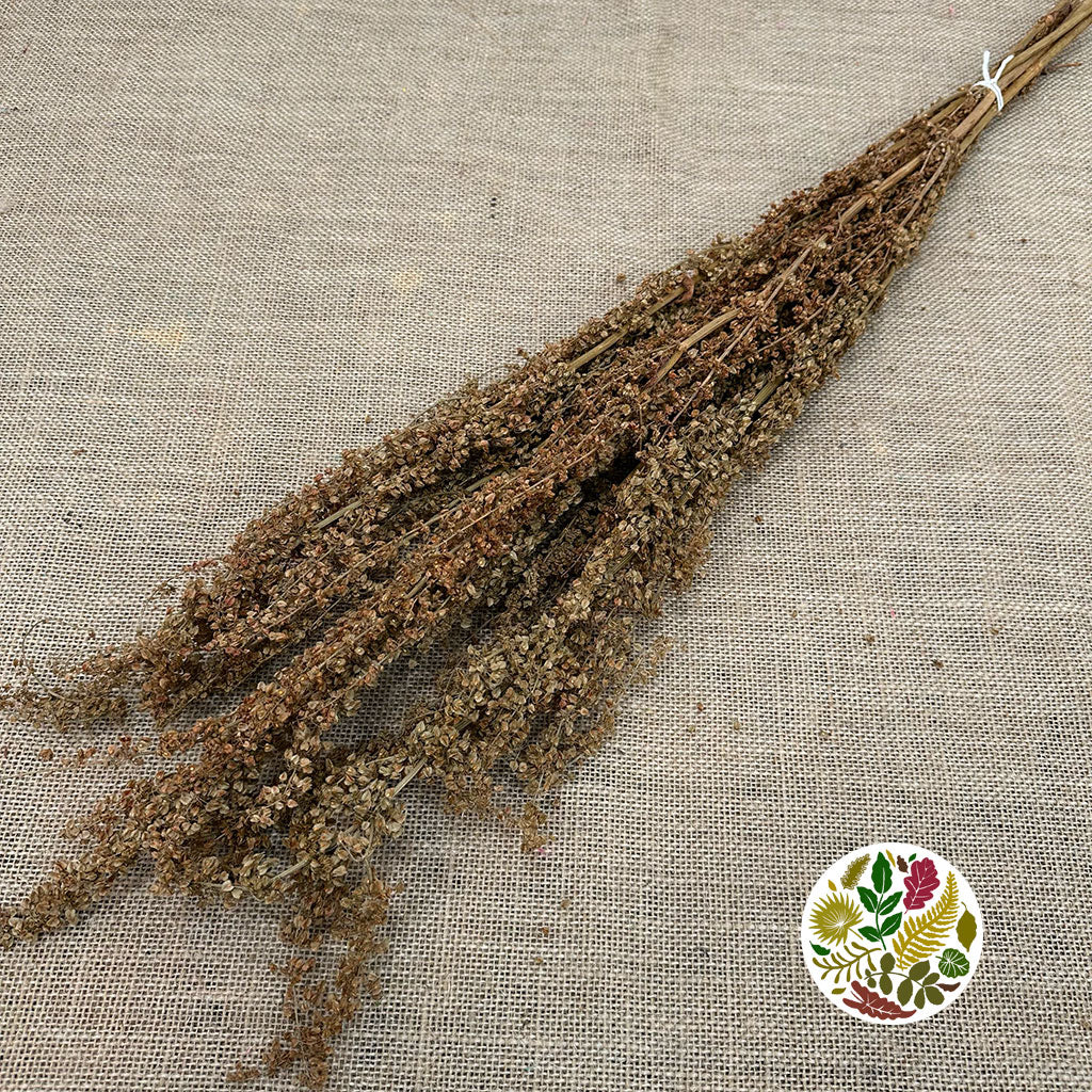 Abetona 'Romice Flower' DRY 70cm