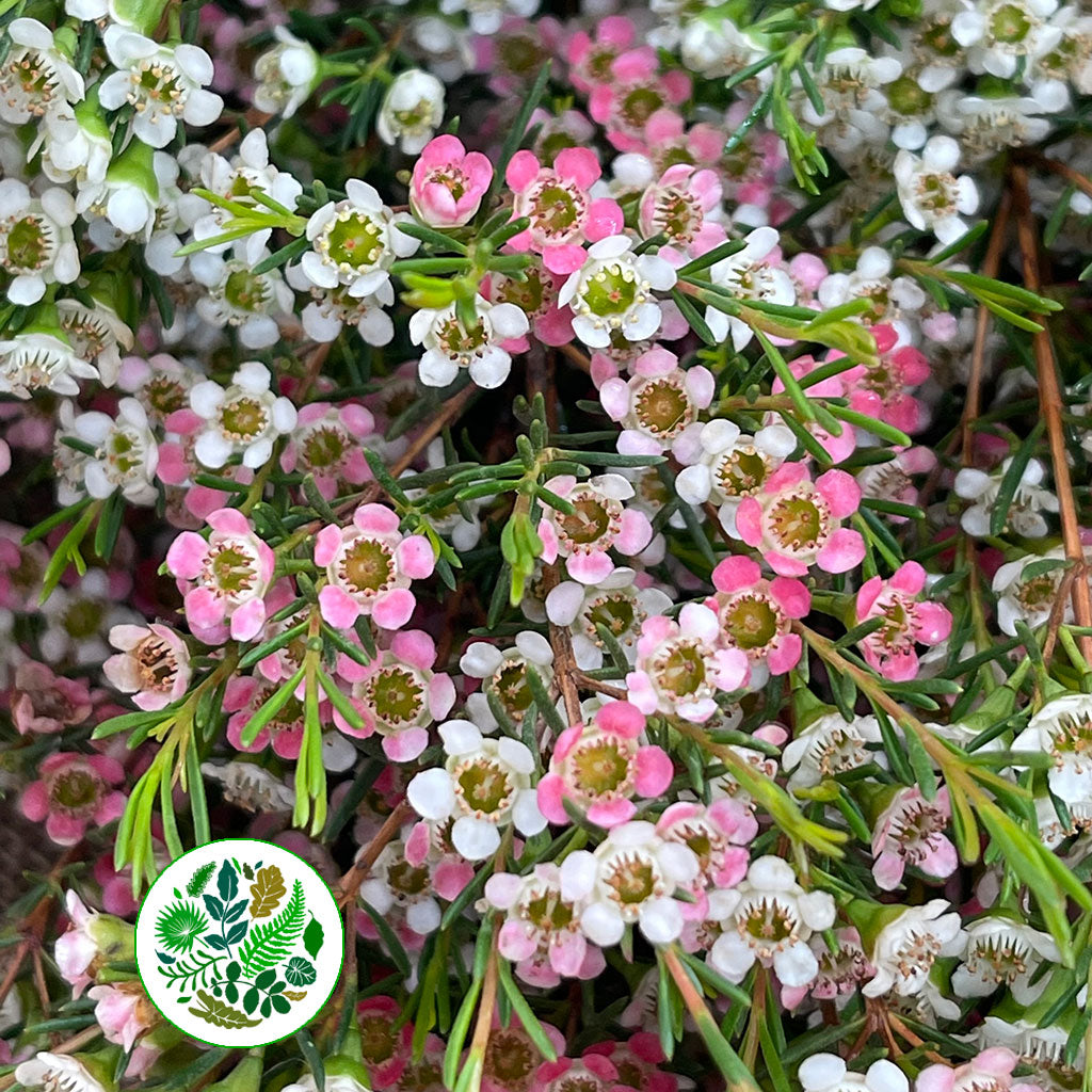 Wax Flower &#39;Sweet 16&#39; (Various Lengths)