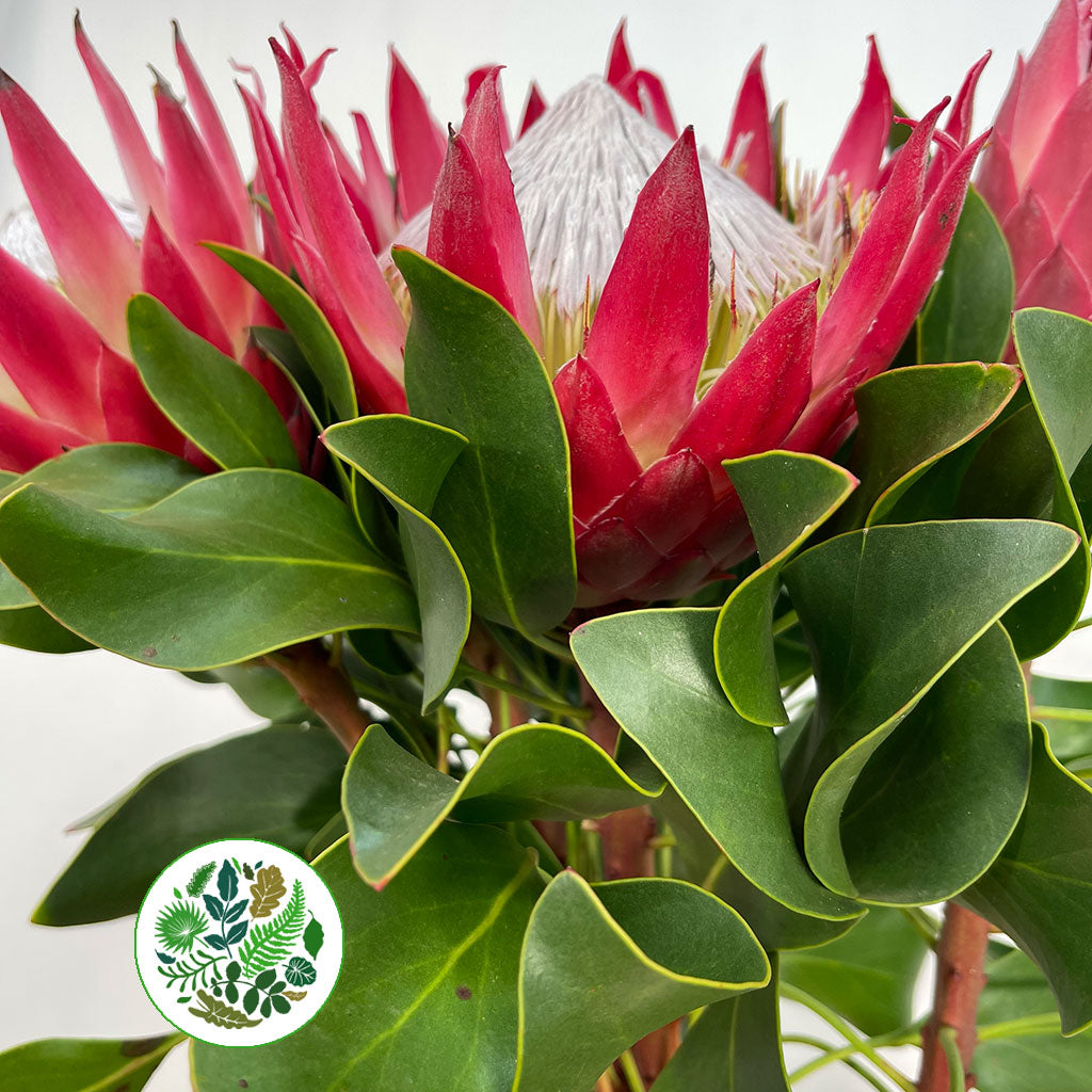 Protea 'Cynaroides' (Madiba) (Various lengths)