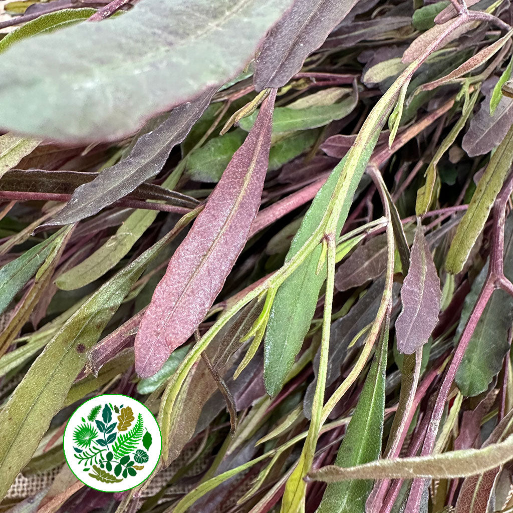 Dodonaea  'Red' 70cm (x5)