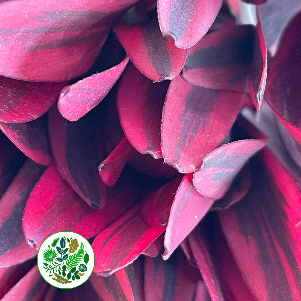 Leucadendron &#39;Jester&#39; (Various Lengths)