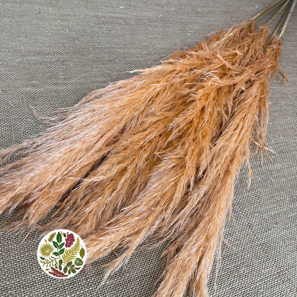 Grass 'Pampas' (Evita) (Various Colours) (DRY) 120cm (x5)