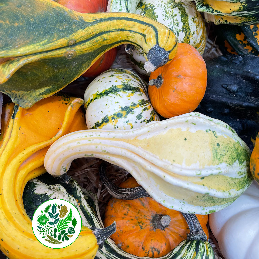 Gourds &#39;Mix Trays&#39; (Various Types)