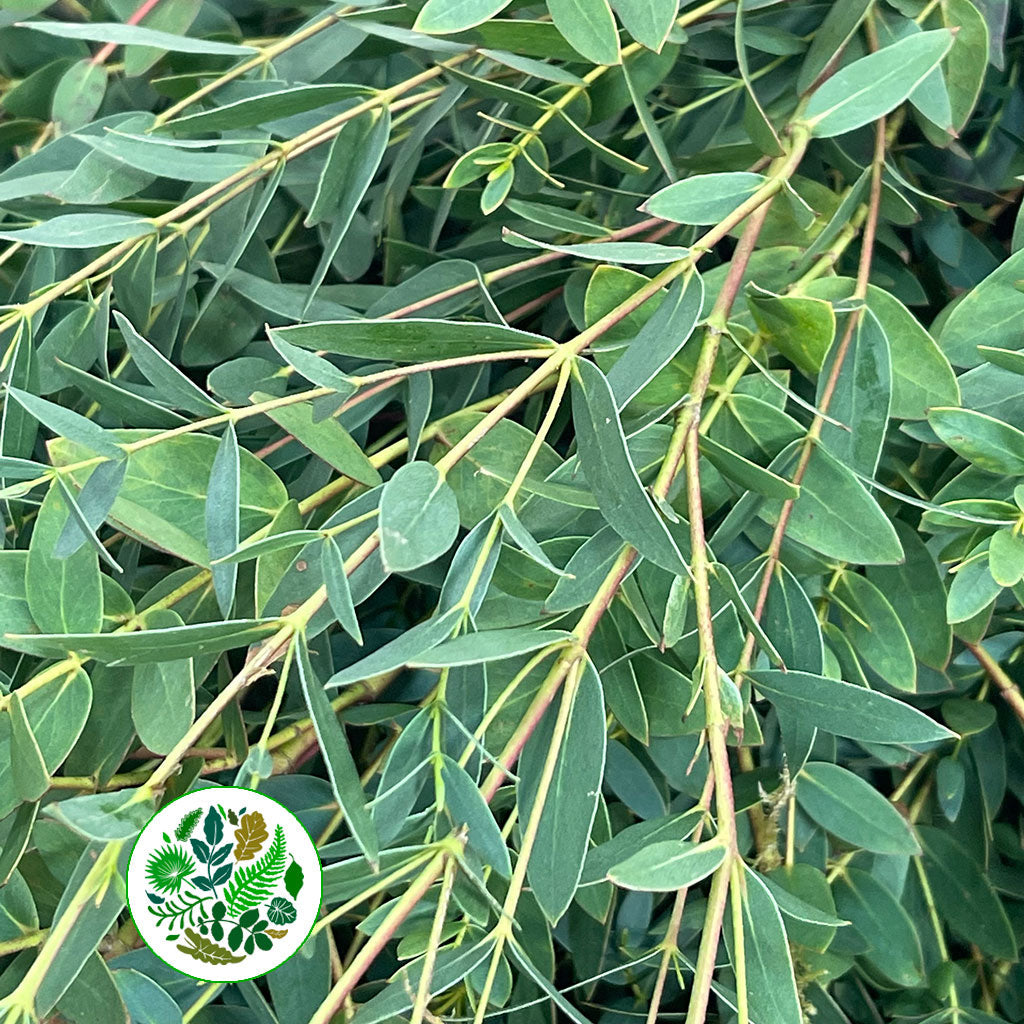 Eucalyptus 'Parvifolia' (Cultivated E) (Various Lengths)
