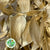 Ruscus 'Trailing' Fresh (Painted Metallic Colours) (Various)