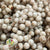 Schinus Molle (Bleached) (DRY) (Various Sizes)