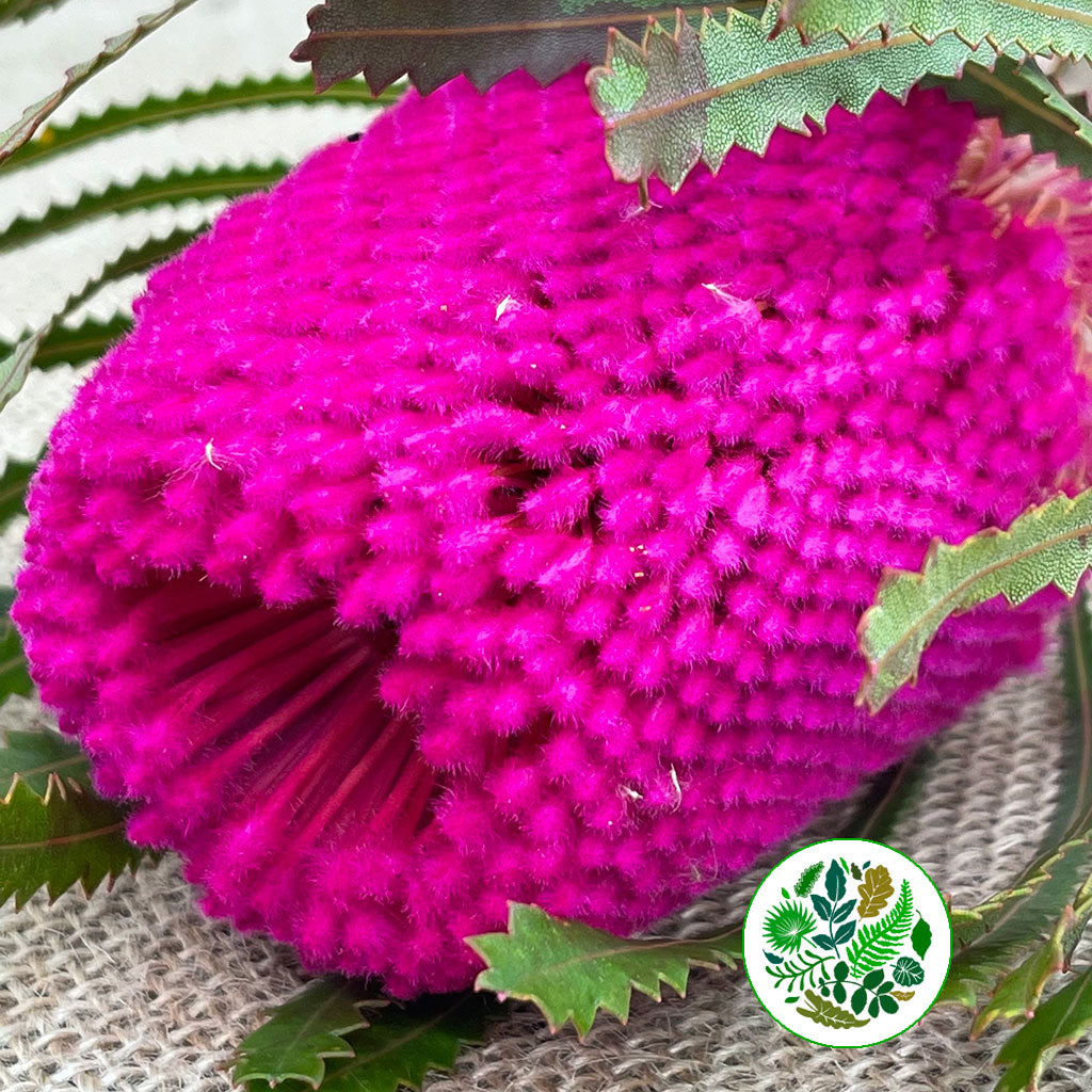 Protea &#39;Banksia&#39; (Hookeri) (Pink) (Various Lengths)