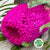 Protea 'Banksia' (Hookeri) (Pink) (Various Lengths)