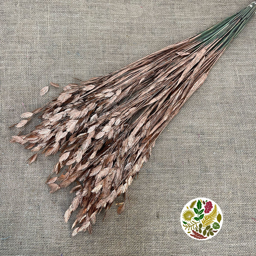 Grass &#39;Sea Oats&#39; (Painted) (Various Colours) (x50)