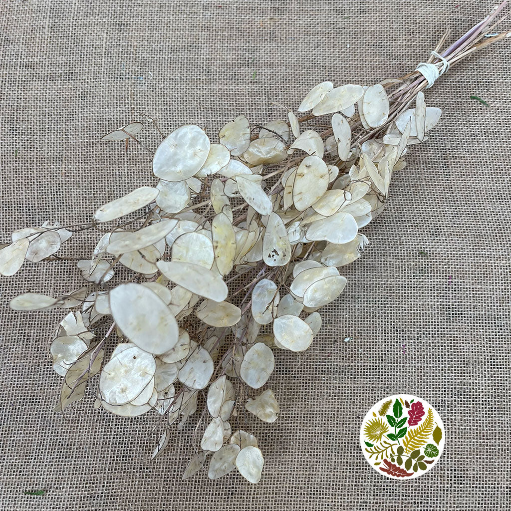 Lunaria (Natural) (DRY) (Various Sizes)