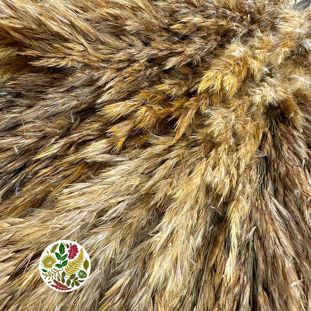 Grass 'Reed Grass' (Wild Plume) (Coloured) (DRY) (x10)