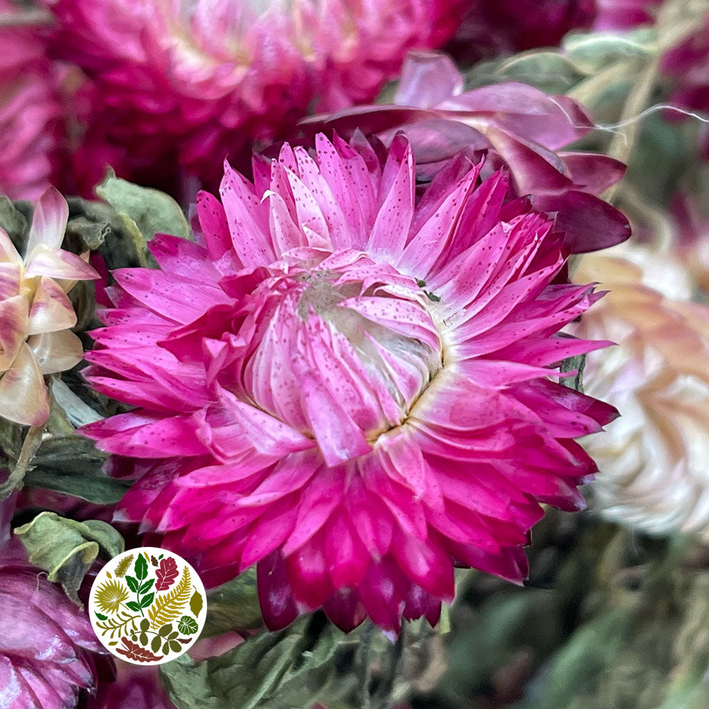 Helichrysum &#39;Flower&#39; (DRY) (Various Colours) 50cm