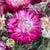 Helichrysum 'Flower' (DRY) (Various Colours) 50cm