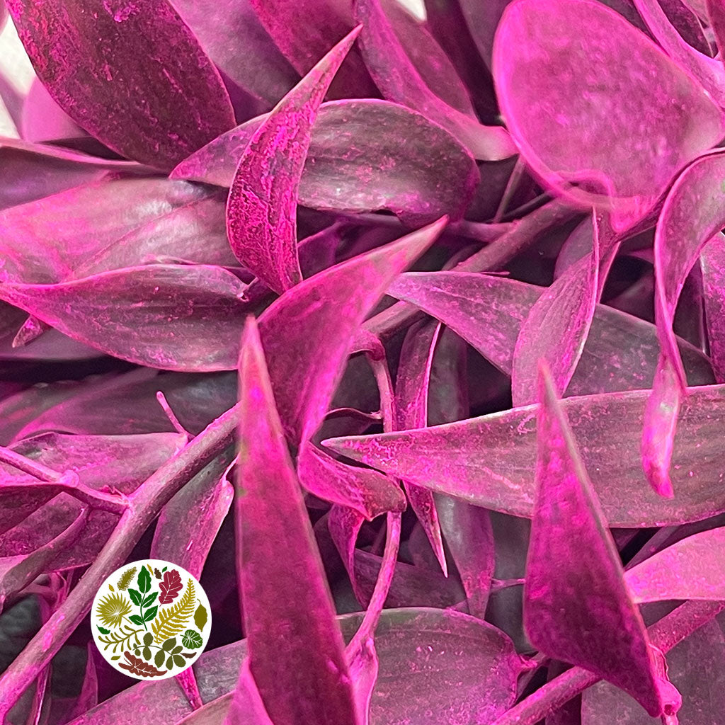 Ruscus 'Trailing' (Painted Std Colours) 'Fresh' (Various)