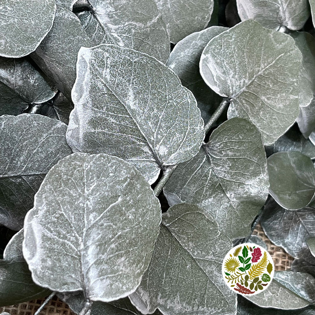 Eucalyptus 'Stuartiana' (Stabilised) (Painted) (DRY) (Various Colours)