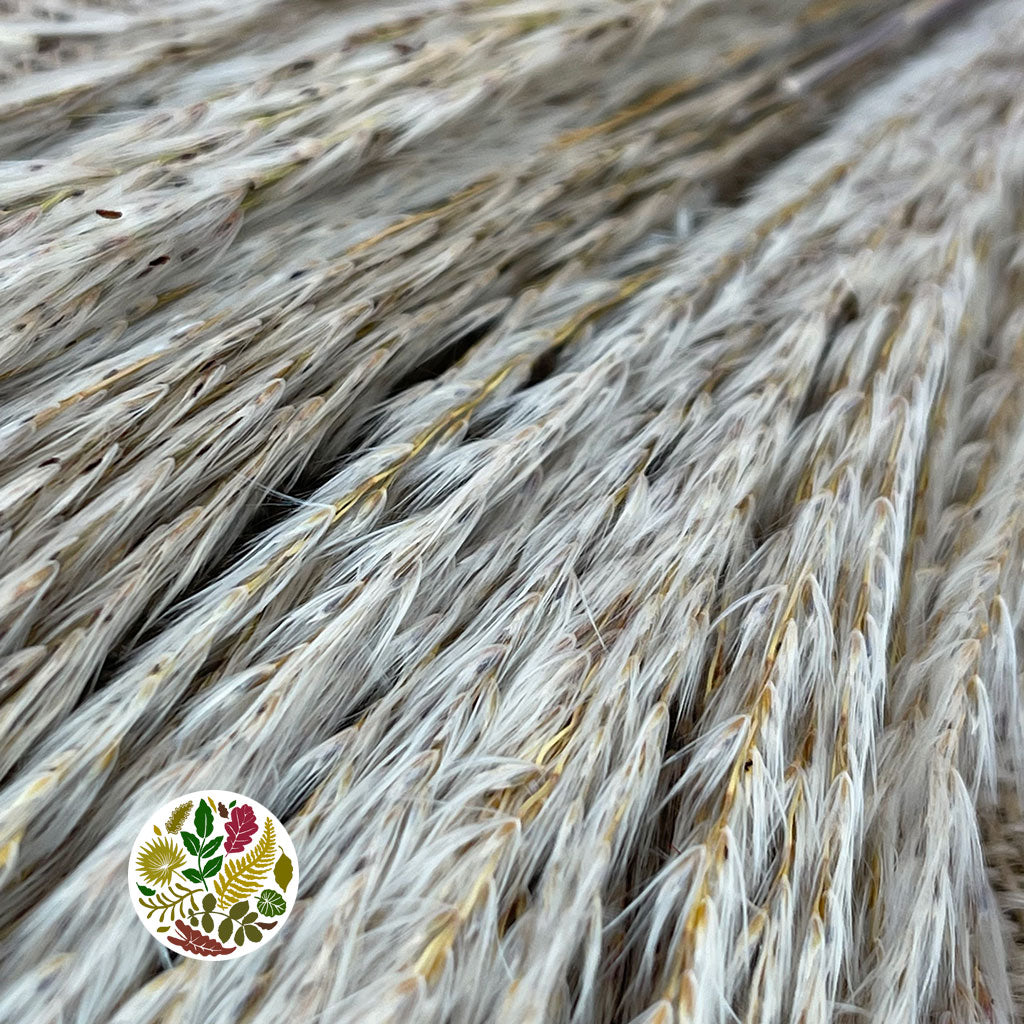 Grass &#39;Fluffy Silver Grass&#39; (Natural) (DRY) (Various Sizes)