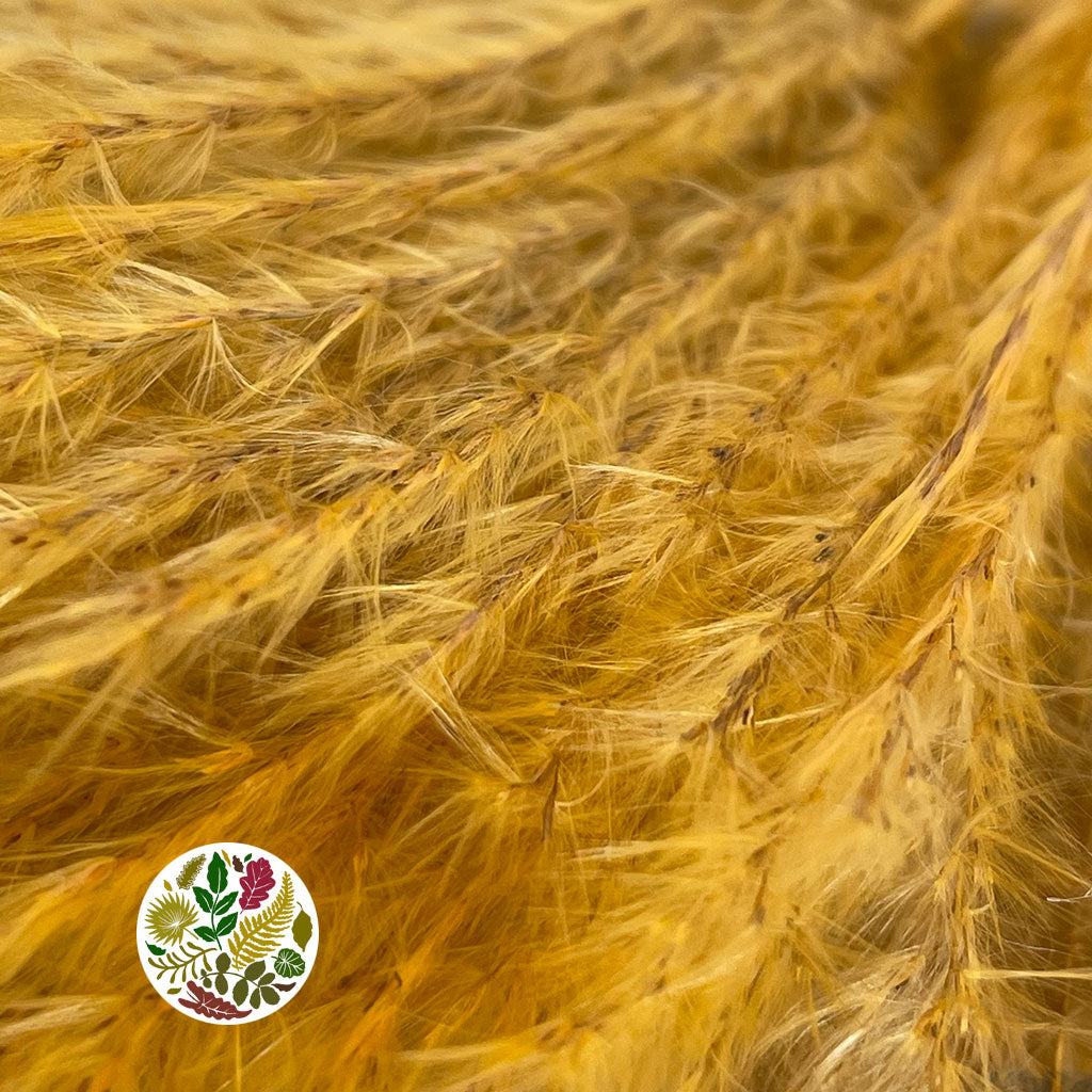 Grass 'Fluffy Silver Grass' (Various Colours) 70cm (DRY)