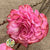 Shola (Man Made) 'Dahlia' (Various Colours) (5pcs) 60cm
