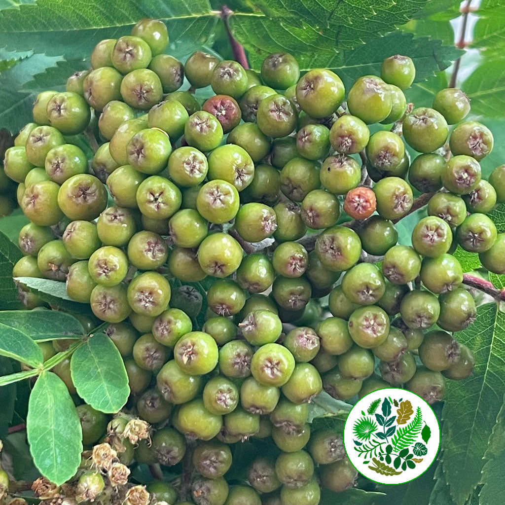 Rowan &#39;Mountain Ash&#39; (Wild) (Various Sizes)