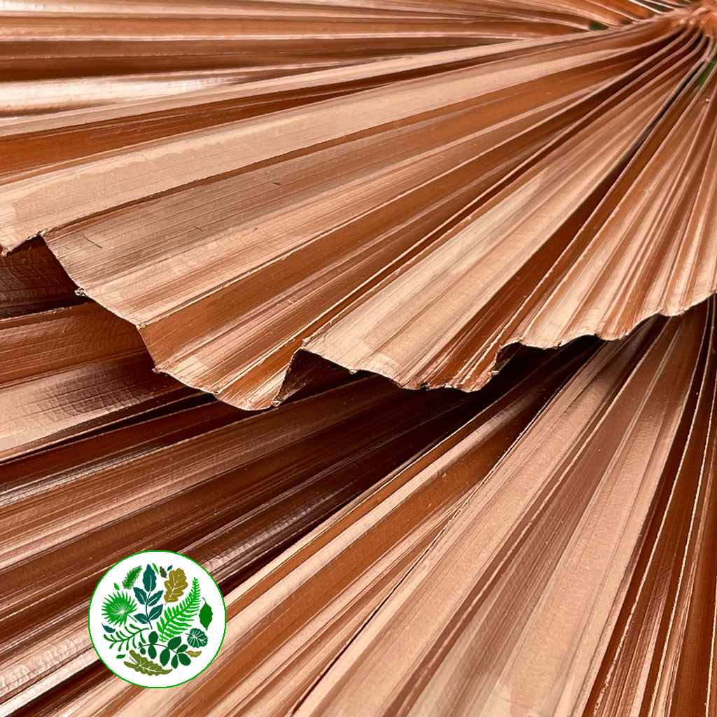 Palm 'Washingtonia' (Painted) (Various Colours)