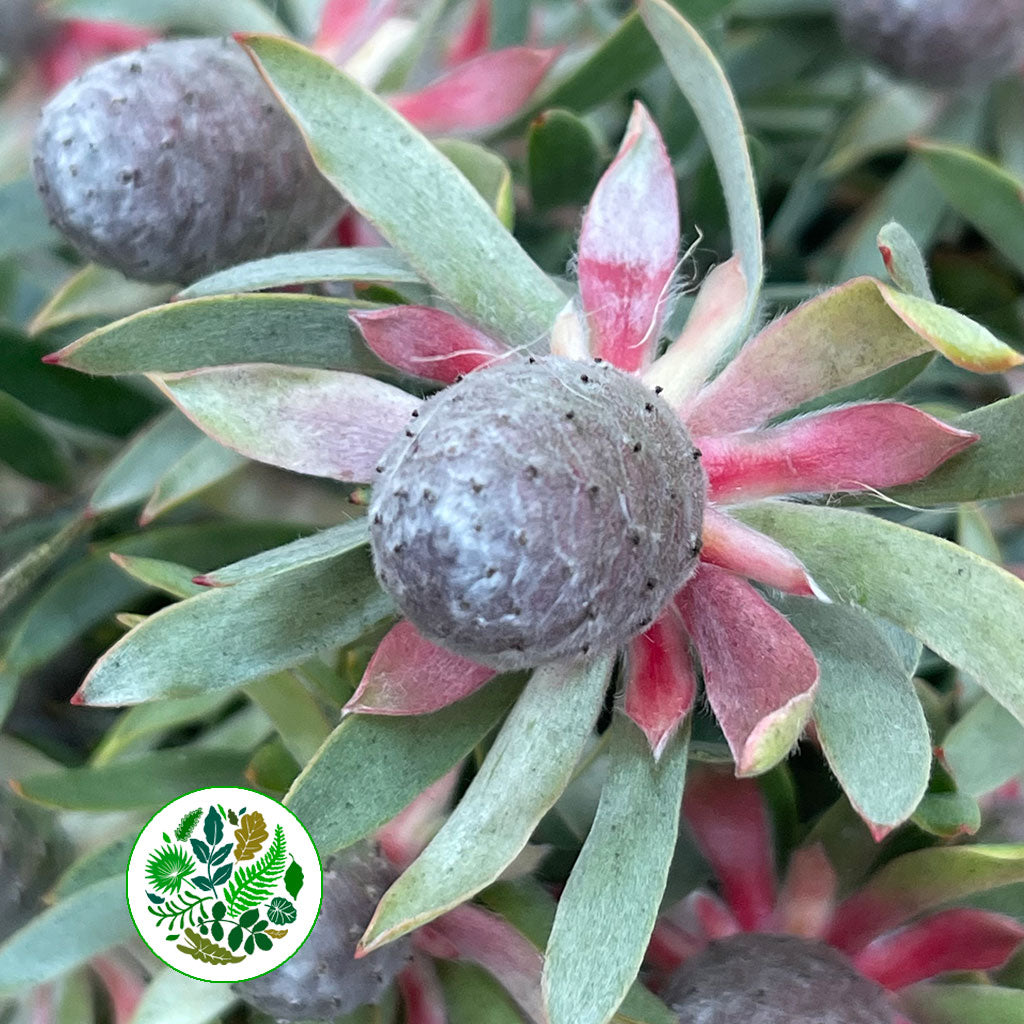 Leucadendron &#39;Ayoba&#39; (Star Pearl) (Various Lengths)