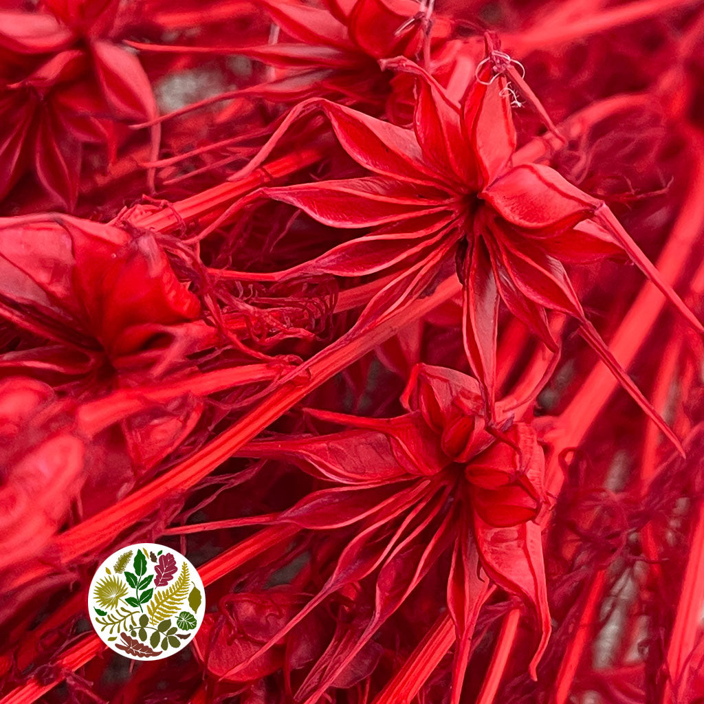 Nigella &#39;Orientalis&#39; (Painted) (DRY) (Various Colours) 60cm