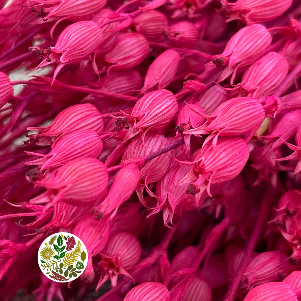 Grass 'Silene Conica' (Coloured Various) (DRY) 40cm