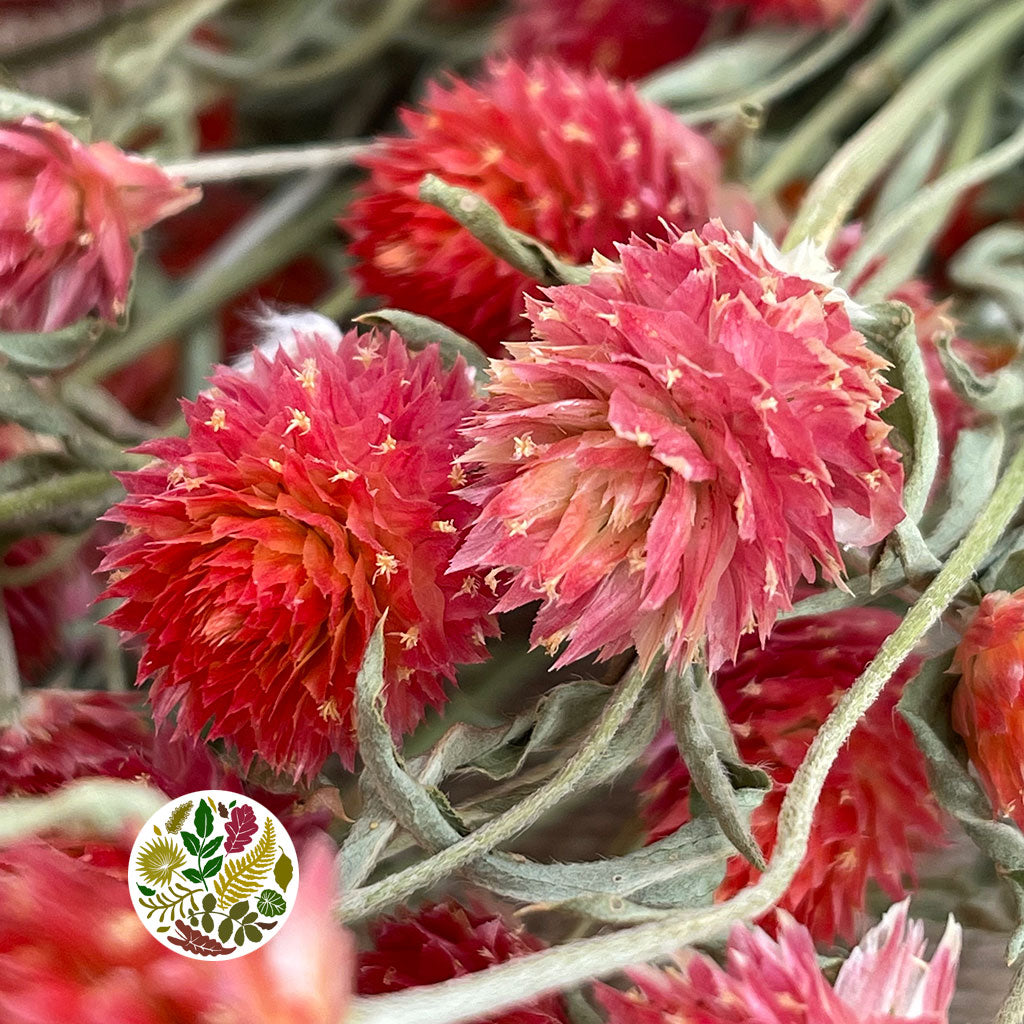 Gomphrena (Various Colours) 55cm (DRY) (Bunch)