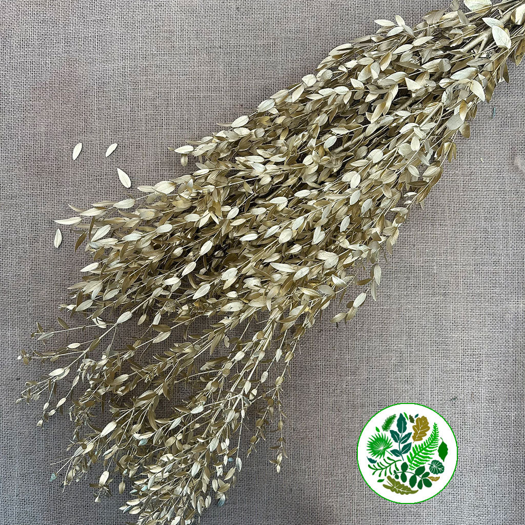 Eucalyptus 'Parvifolia' (Painted) (Various Colours)