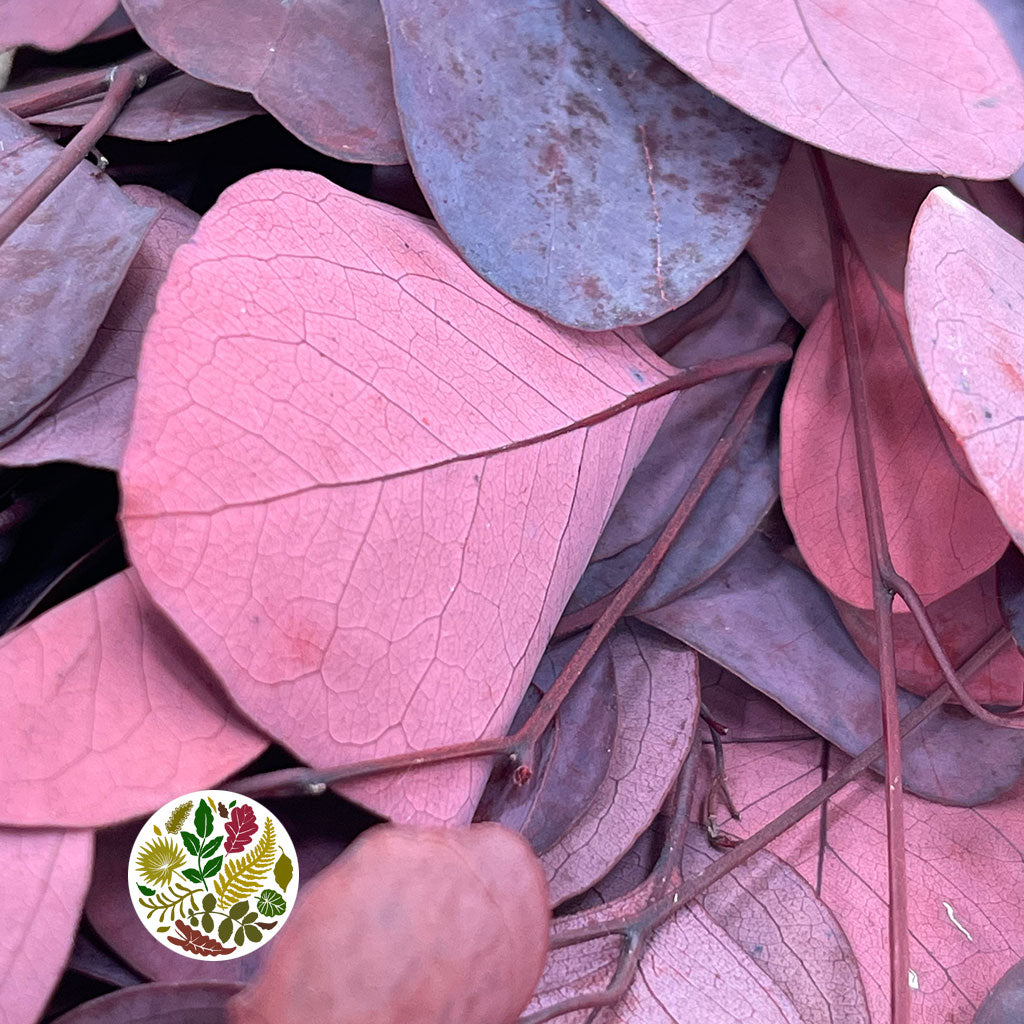 Eucalyptus &#39;Populus&#39; (Peserved) (Coloured) (DRY (Various Colours)