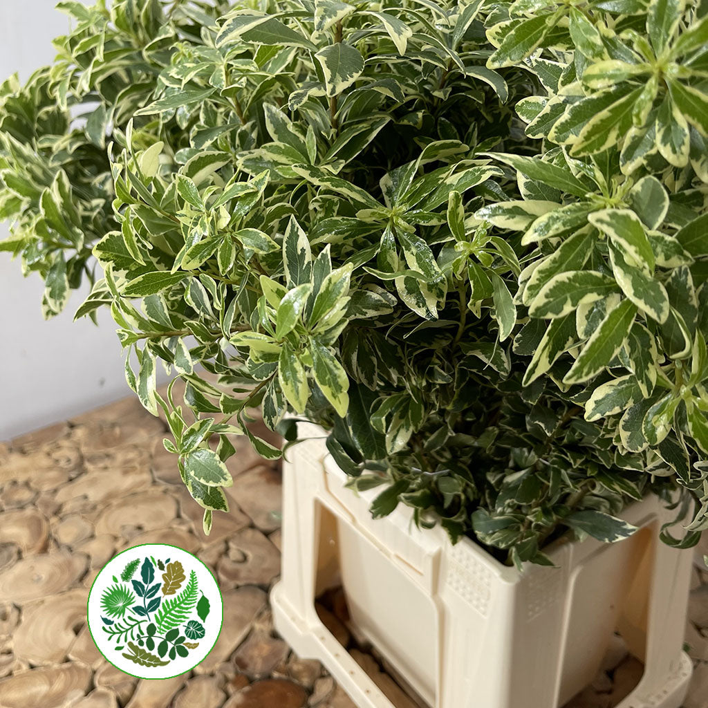 Pittosporum 'Veriegated' (Tall Mini) (Various Lengths)