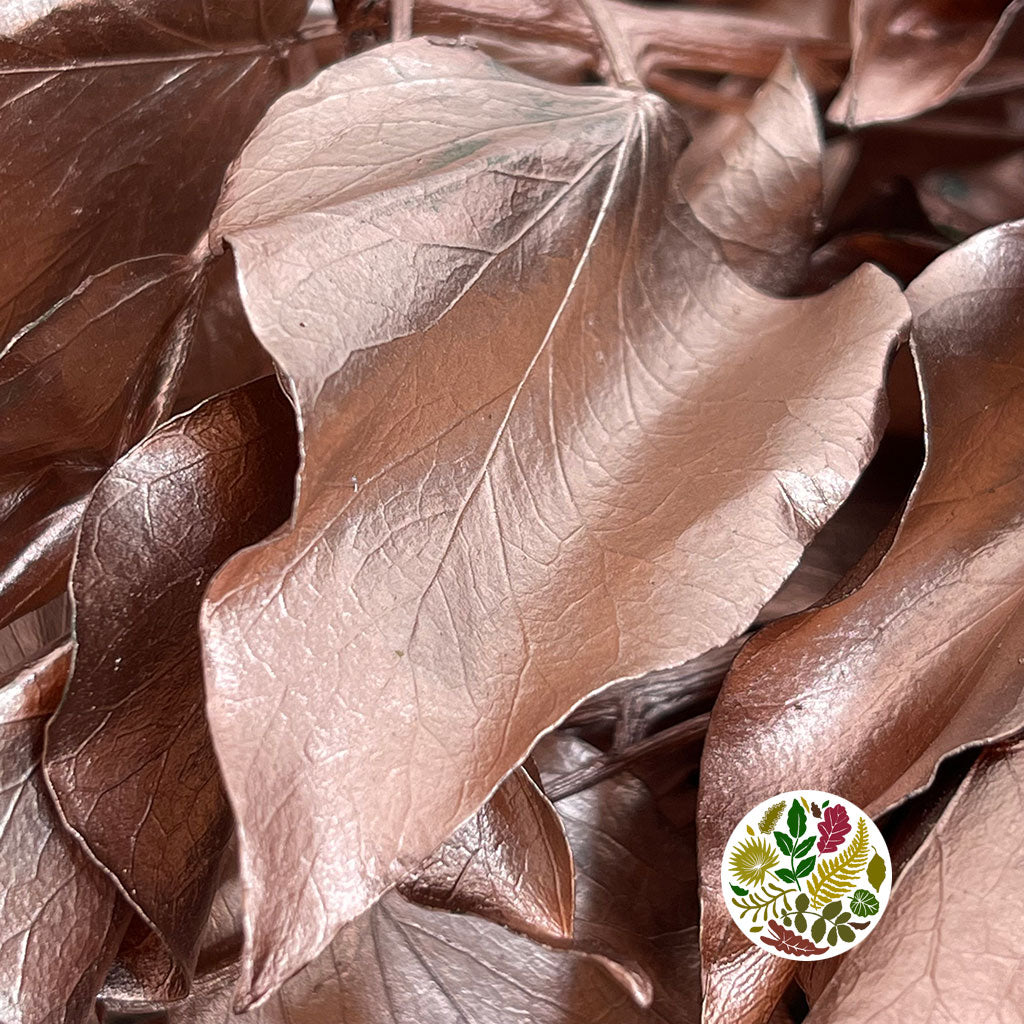 Ivy 'Foliage' (Preserved & Painted) (DRY) (Various Colours)