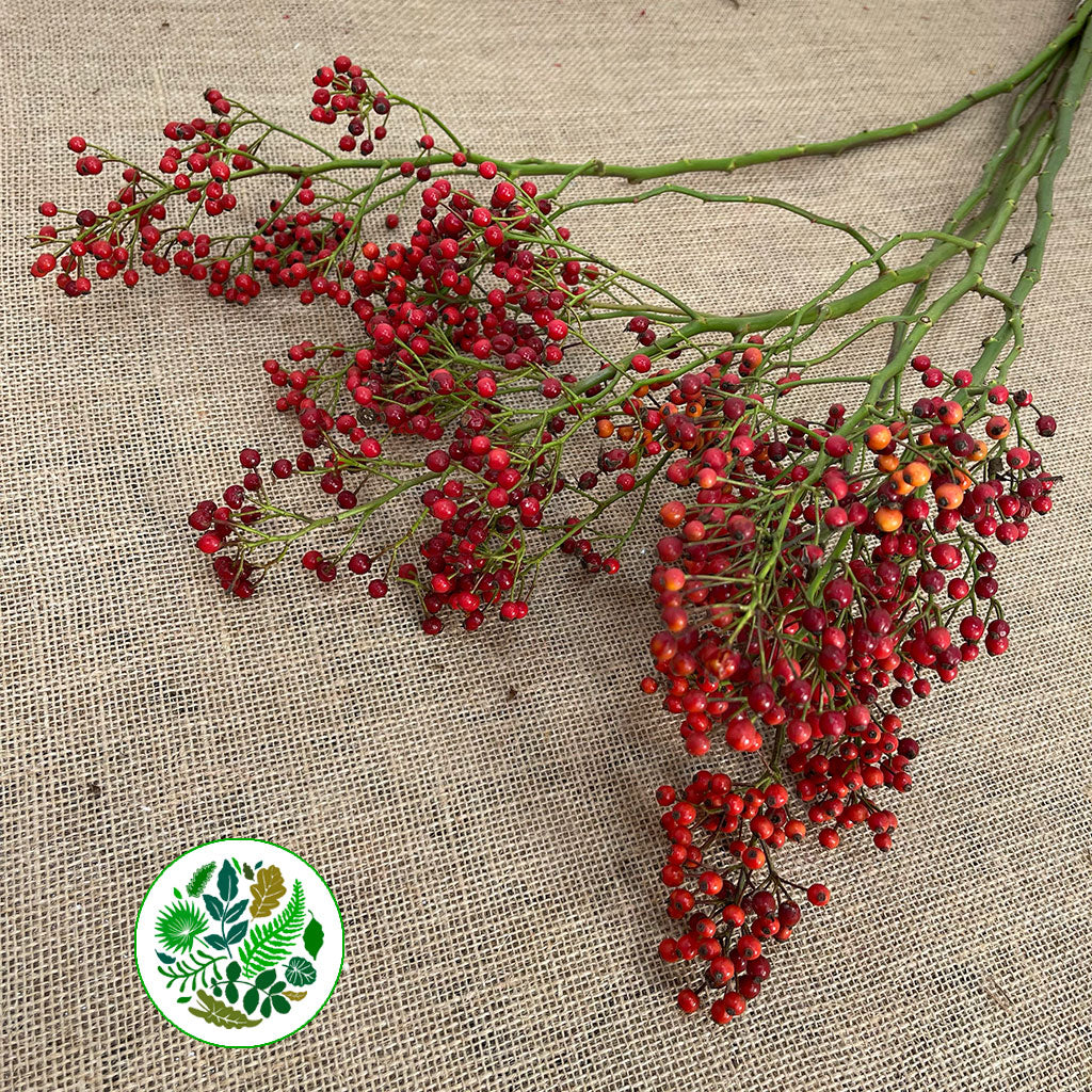 Rose Hips 'Autumn Orange' Straight (Various Heights)