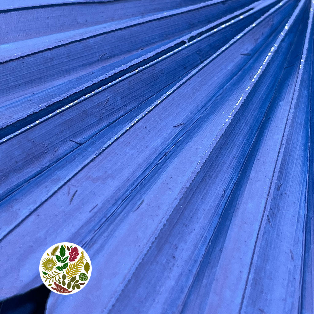 Palm &#39;Fan Palm&#39; (Painted) (DRY) (Various Colours) (x5) 45-55cm