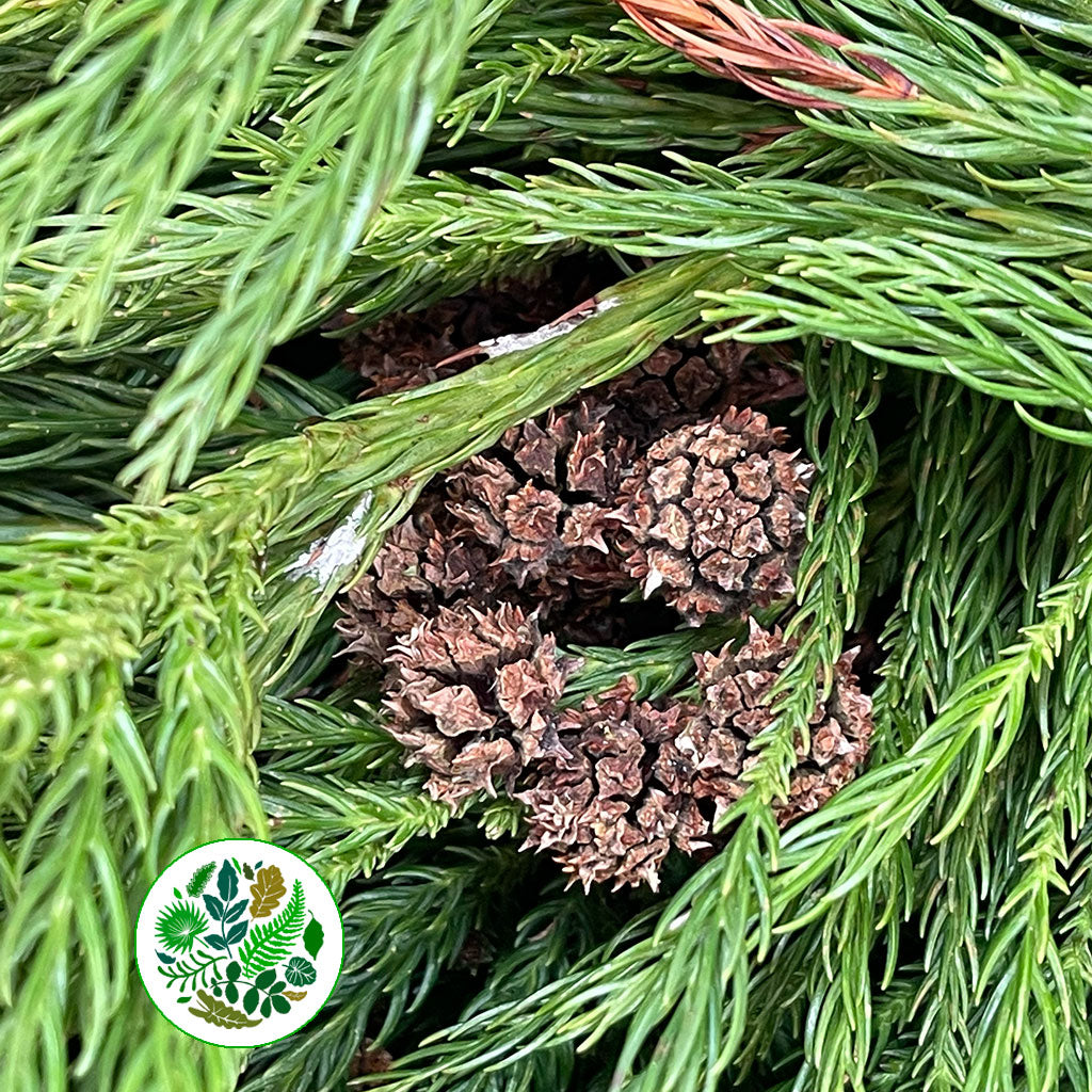 Cryptomeria &#39;Japanese Cedar&#39; Green (Various Sizes)