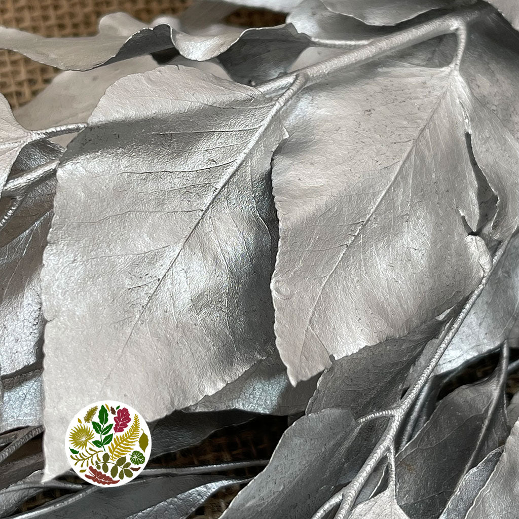 Eucalyptus &#39;Exotica&#39; (Preserved &amp; Painted) (DRY) (Various Colours)