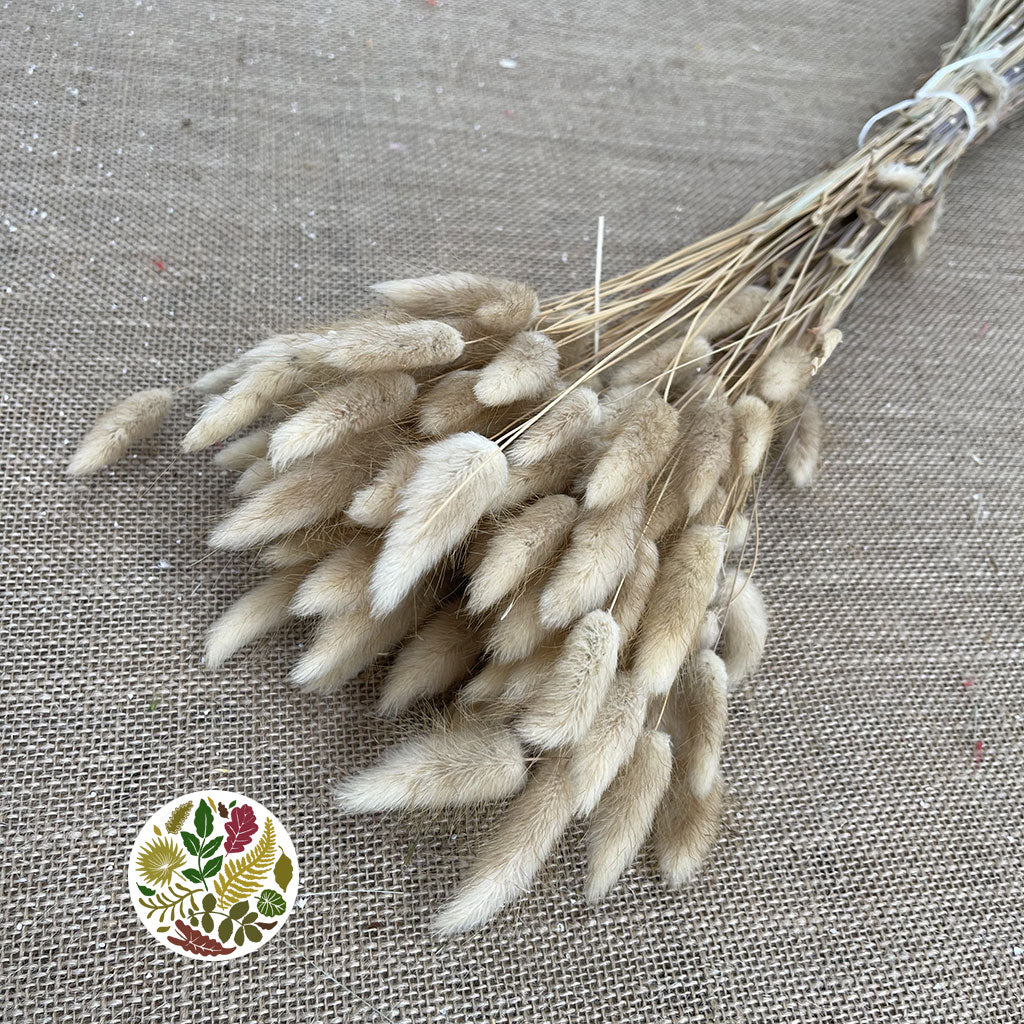 Grass 'Lagurus' (Natural) (DRY) (Various Sizes)