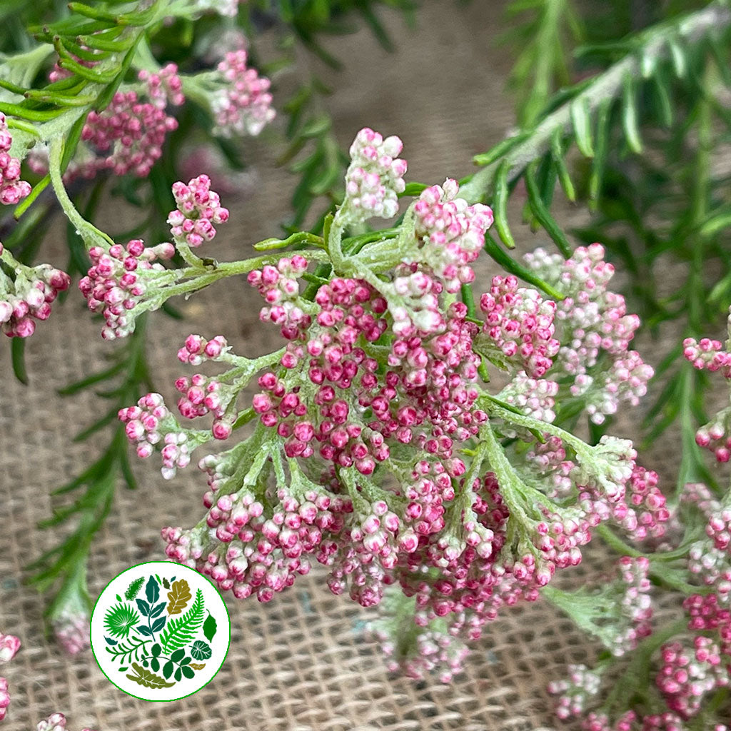 Riceflower 'Pink' (Various Sizes)
