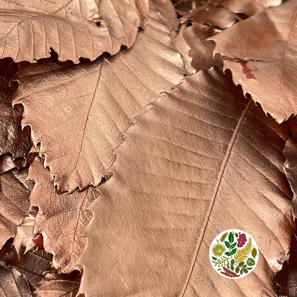 Chestnut 'Stabilised' (Painted) (DRY) (Various Colours)