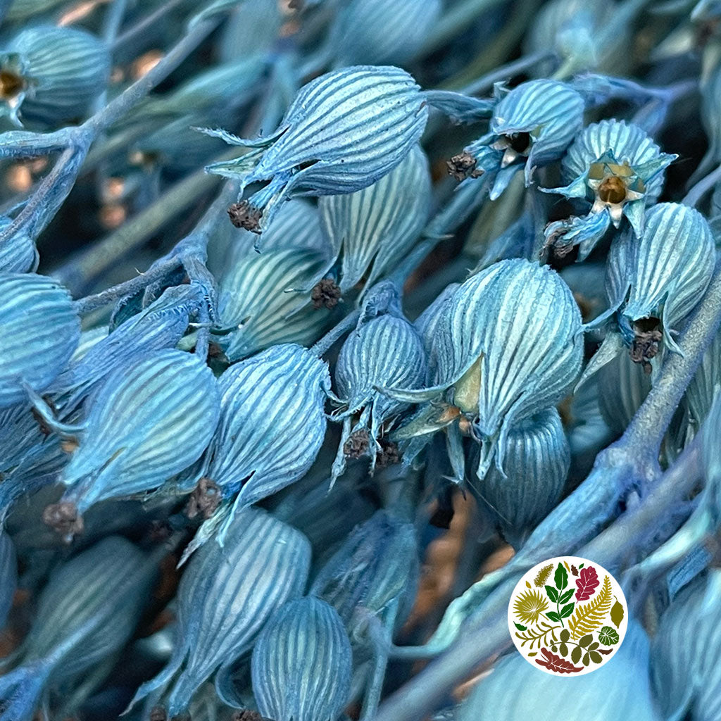 Grass 'Silene Conica' (Coloured Various) (DRY) 40cm