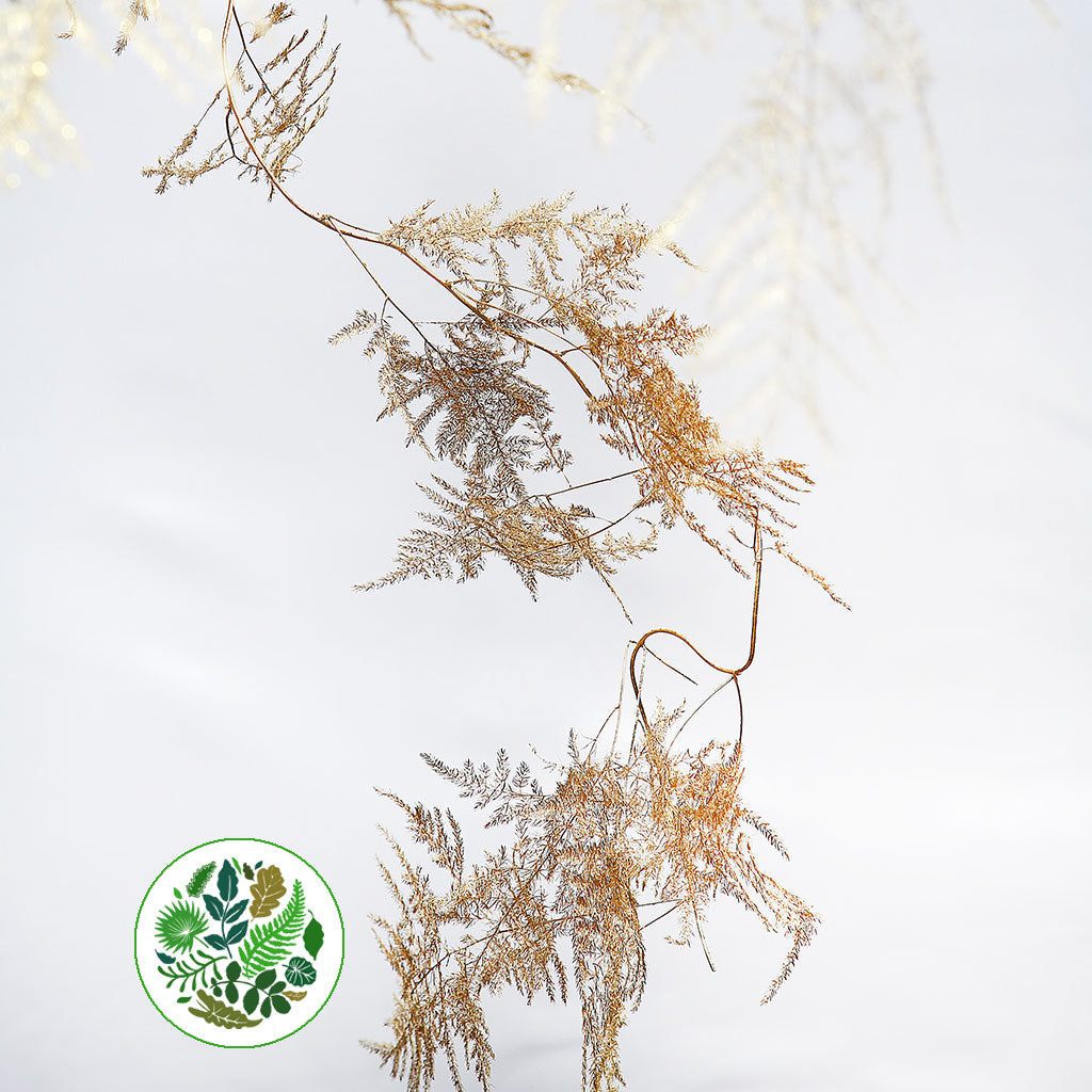 Fern 'Asparagus' (Painted) 85cm (Various Colours) (x50)