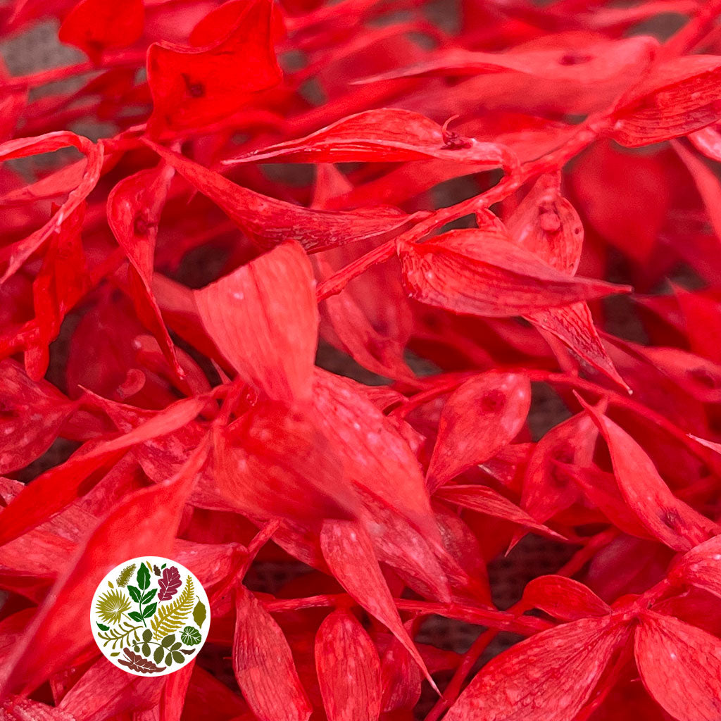 Ruscus 'Wild' (Coloured) (DRY) (x5)