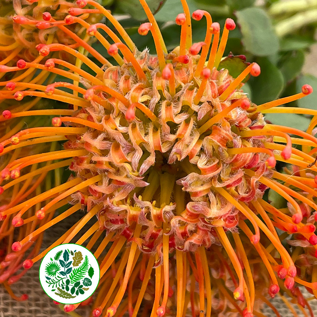 Pincushion Protea &#39;Ayoba&#39; (Various Lengths)