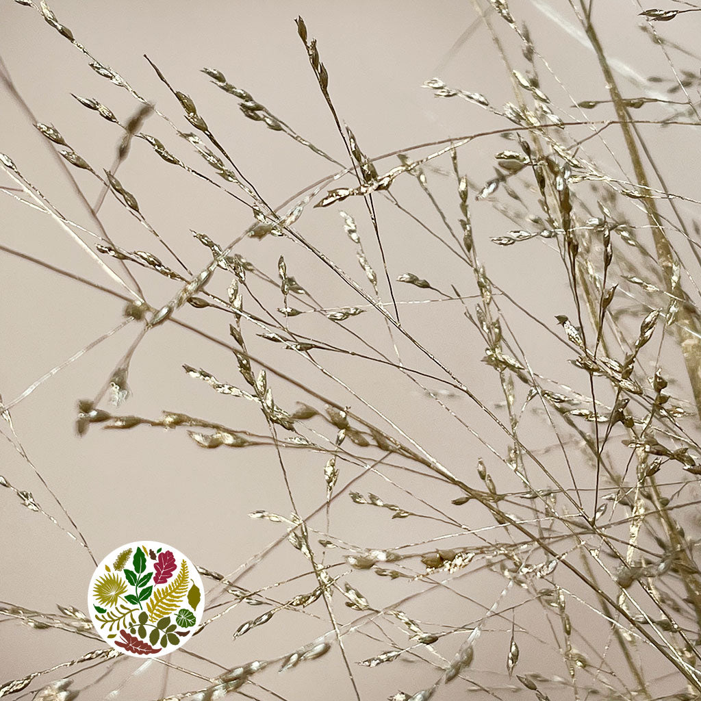 Grass 'Panicum' (Painted) (Fountain Grass) (Various Colours)