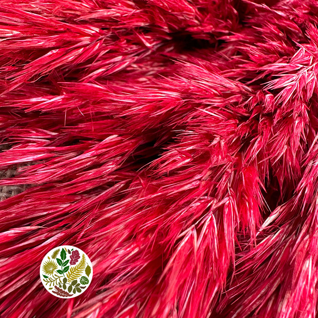 Grass &#39;Reed Grass&#39; (Wild Plume) (Coloured) (DRY) (x10)