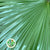 Palm 'Livistonia' Rotundifolia Leaves (Various Sizes)