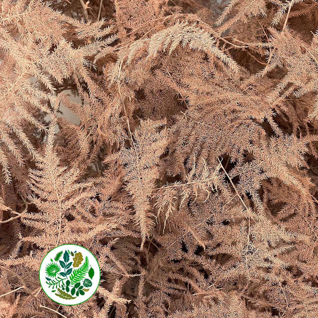 Fern 'Asparagus' (Painted) 85cm (Various Colours) (x50)
