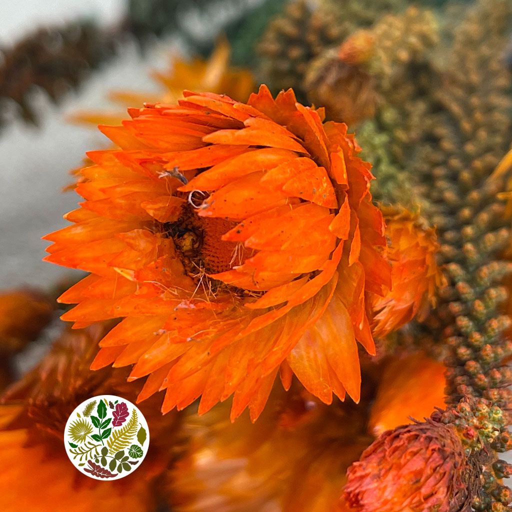 Phaenocoma 'Tint' (Painted) (DRY) (Various Colours)