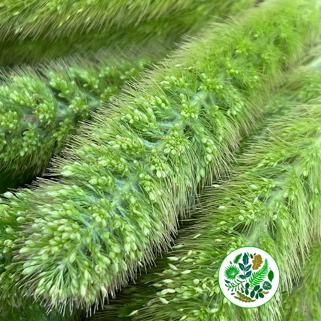 Setaria Italica &#39;Volle Melk&#39; Grass (Various Lengths)