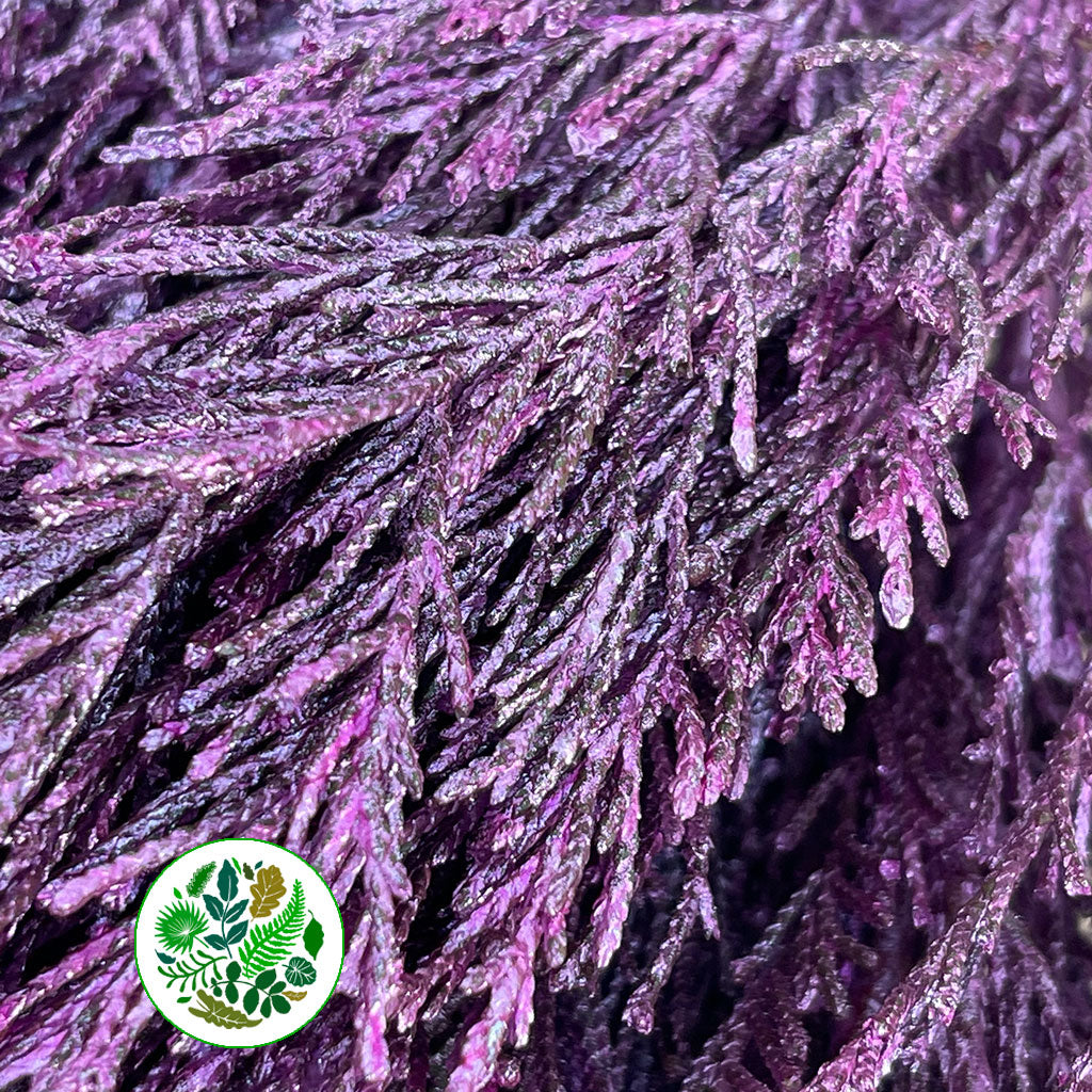 Conifer (Painted) (Various Colours)